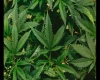 hojas-cannabis-sativa-jeff-w-r19ptsh4m7a-unsplash-scaled-2-scaled-(1)-(1).webp